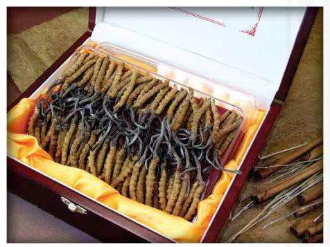 长春冬虫夏草回收